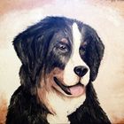 Berner Sennenhund Portrait