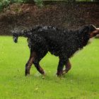 Berner Sennenhund ! Weg mit dem Wasser