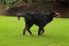 Berner Sennenhund ! Weg mit dem Wasser