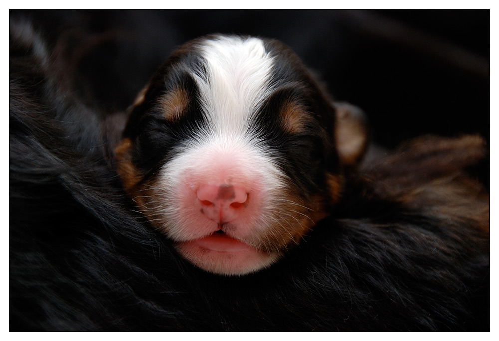 Berner Sennenhund Welpe