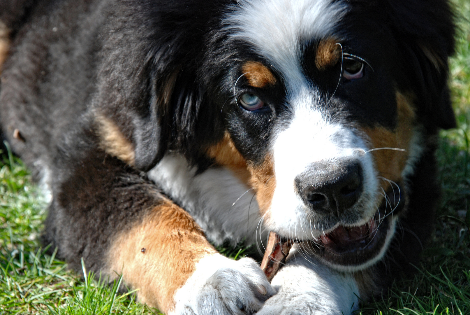 Berner Sennenhund Welpe