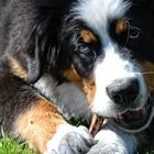 Berner Sennenhund Welpe