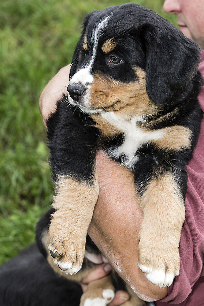 Berner Sennenhund Welpe