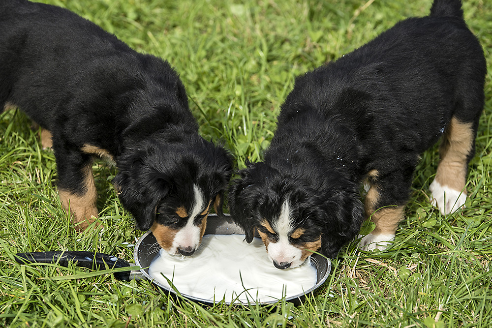 Berner Sennenhund Welpen (3)