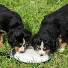 Berner Sennenhund Welpen (3)