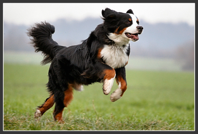 Berner Sennenhund Zeus