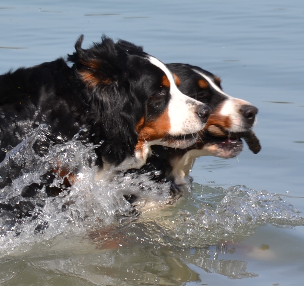 Berner Sennenhunde