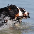 Berner Sennenhunde