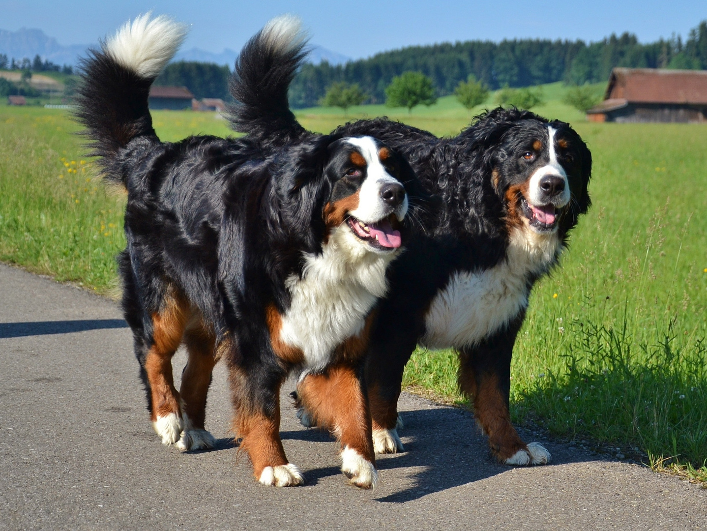 Berner Sennenhunde Foto & Bild tiere, haustiere, hunde Bilder auf