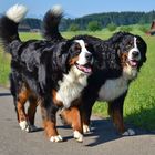 Berner Sennenhunde