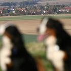 Berner Sennenhunde im Vordergrund