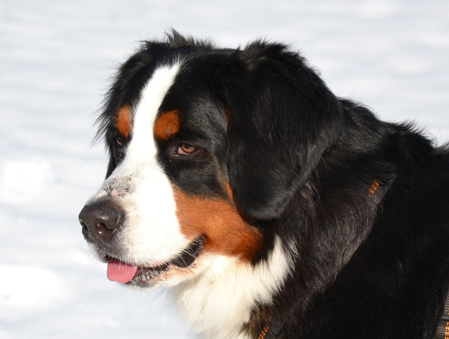 Berner Sennenwelpe RONJA im Schnee