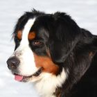 Berner Sennenwelpe RONJA im Schnee