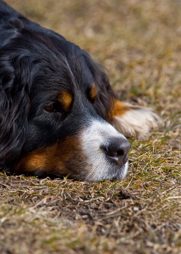 Berner Senner