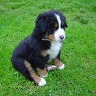 Berner Sennhund