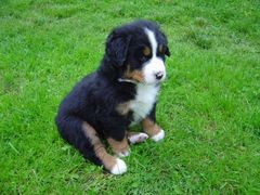 Berner Sennhund