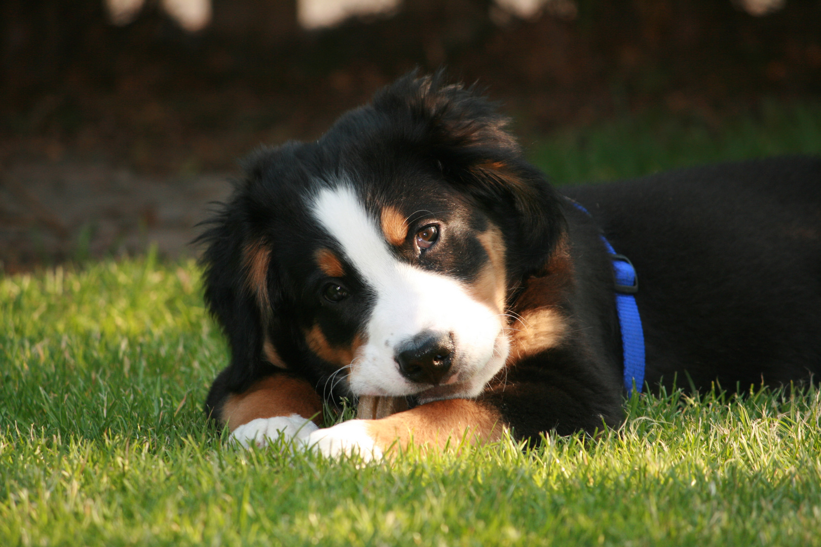 Berner Sennhund als Welpe