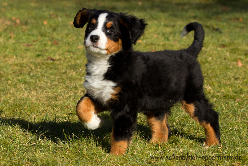 Berner Sennhund Mira 03