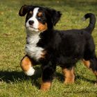 Berner Sennhund Mira 03