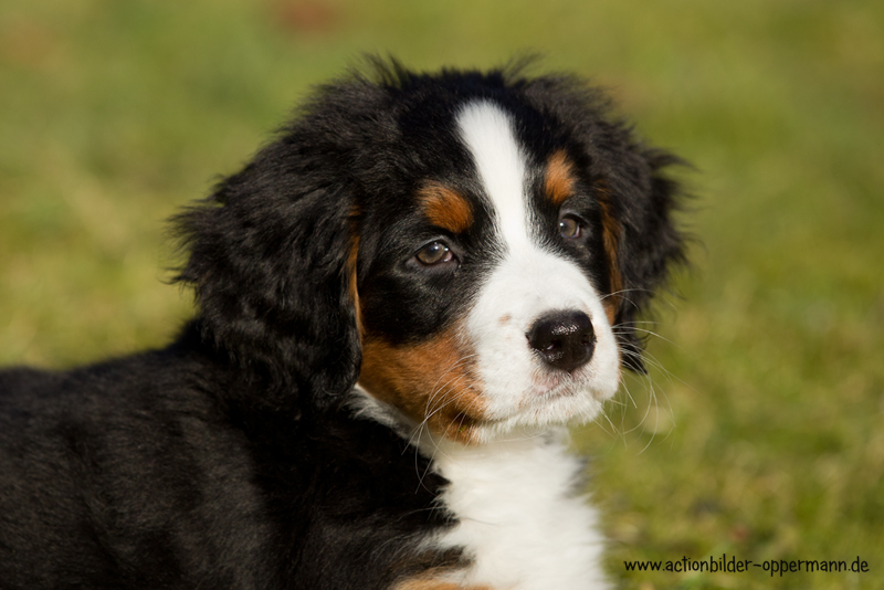 Berner Sennhund Mira