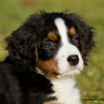 Berner Sennhund Mira