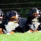 Berner - Tag!