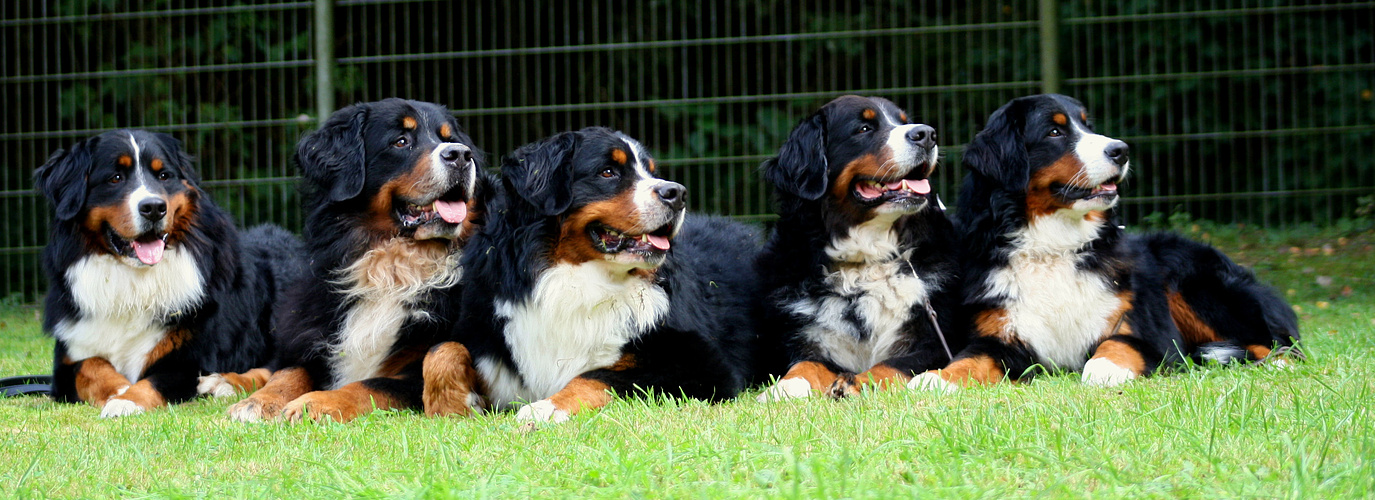 Berner - Tag!