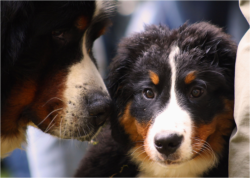 Berner Tag II - Baby - Charme!