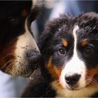 Berner Tag II - Baby - Charme!