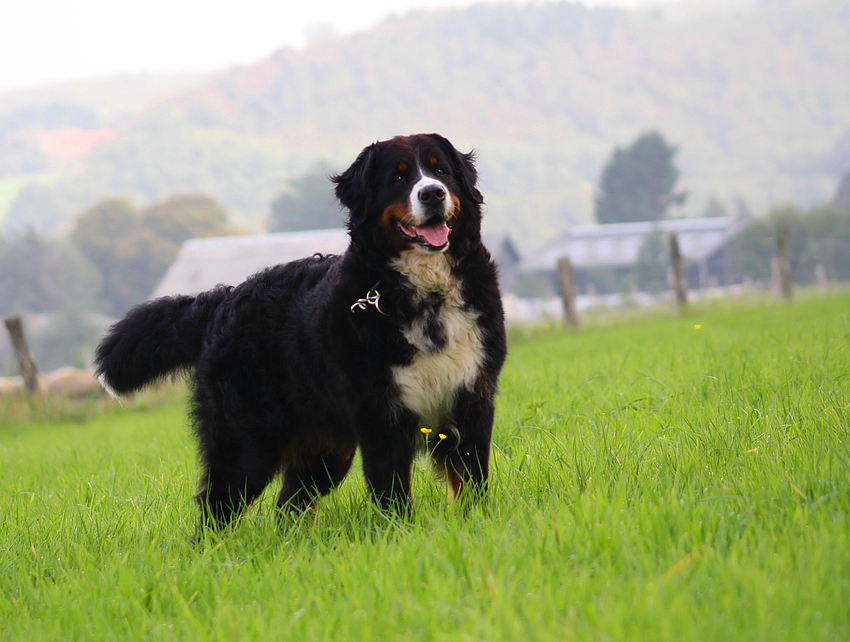 Berner - Tag V: Islay