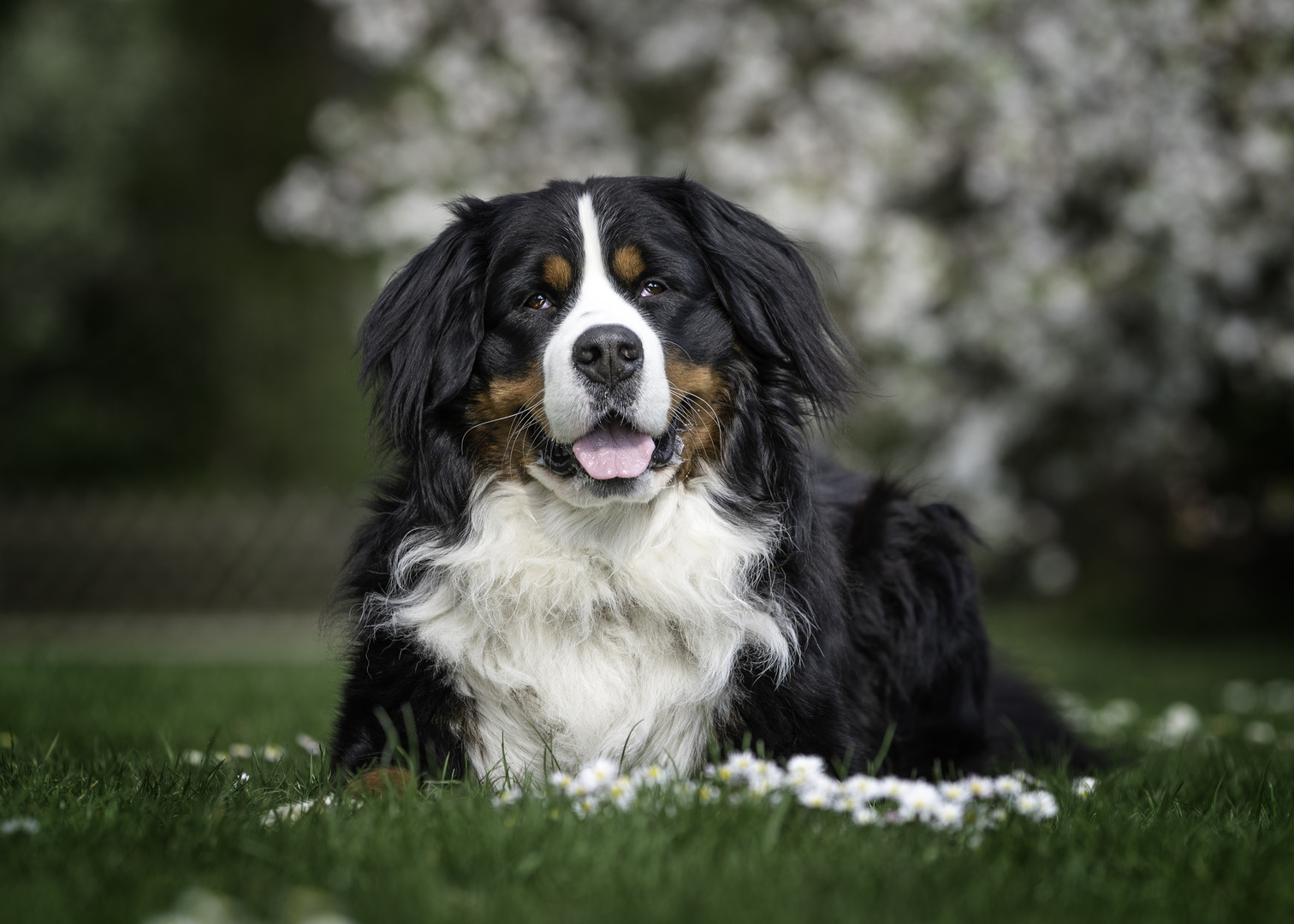 Bernersennenhund