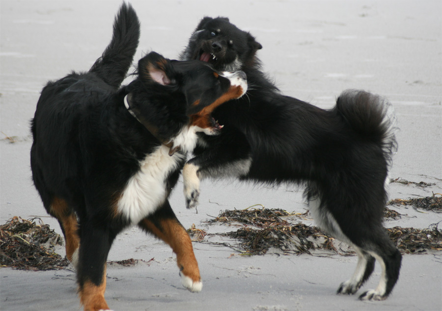 Bernersennenhund & Eurasier