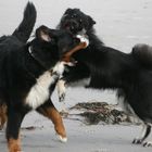 Bernersennenhund & Eurasier