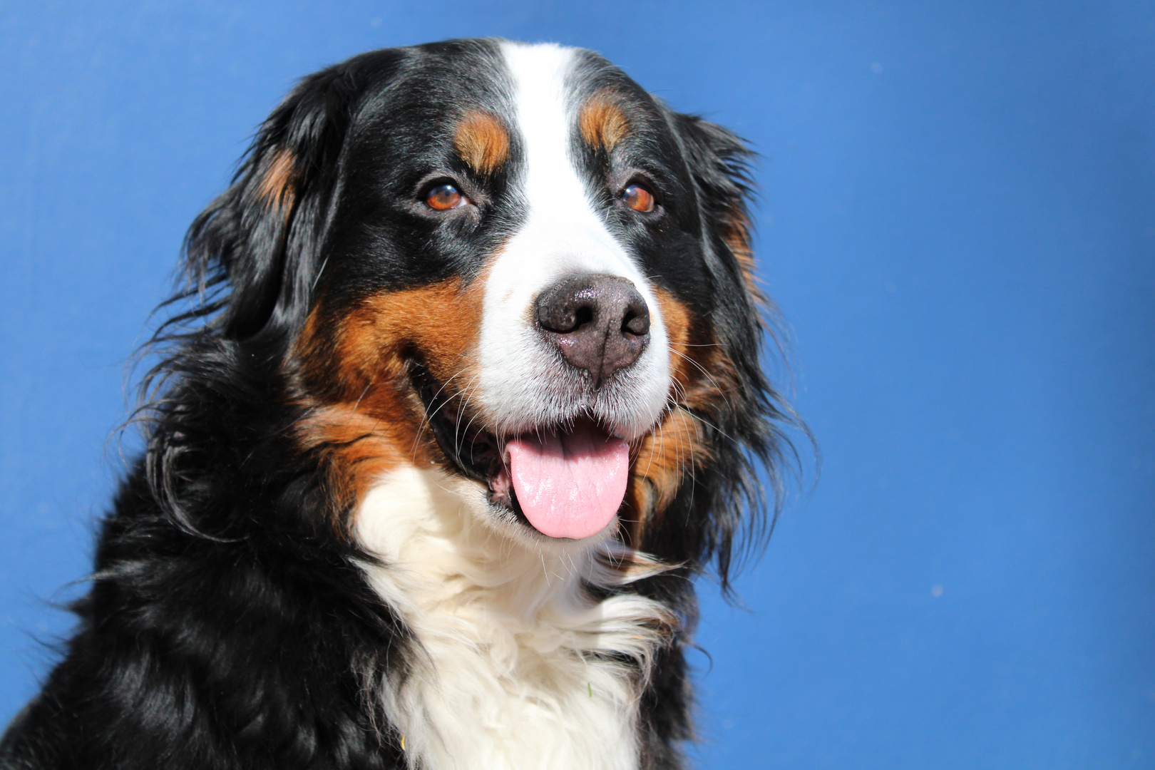 Bernese mountain dog in the March sun 