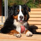 Bernese mountain dog in the October sun 