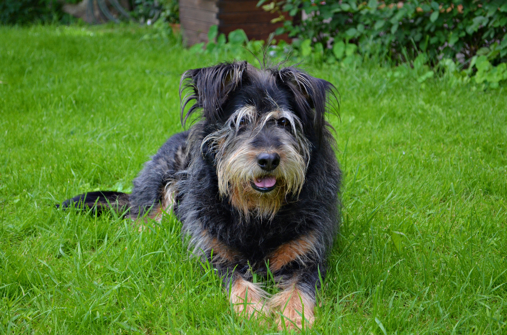 Bernese mountain/schnauzer mix