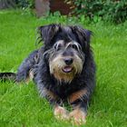 Bernese mountain/schnauzer mix