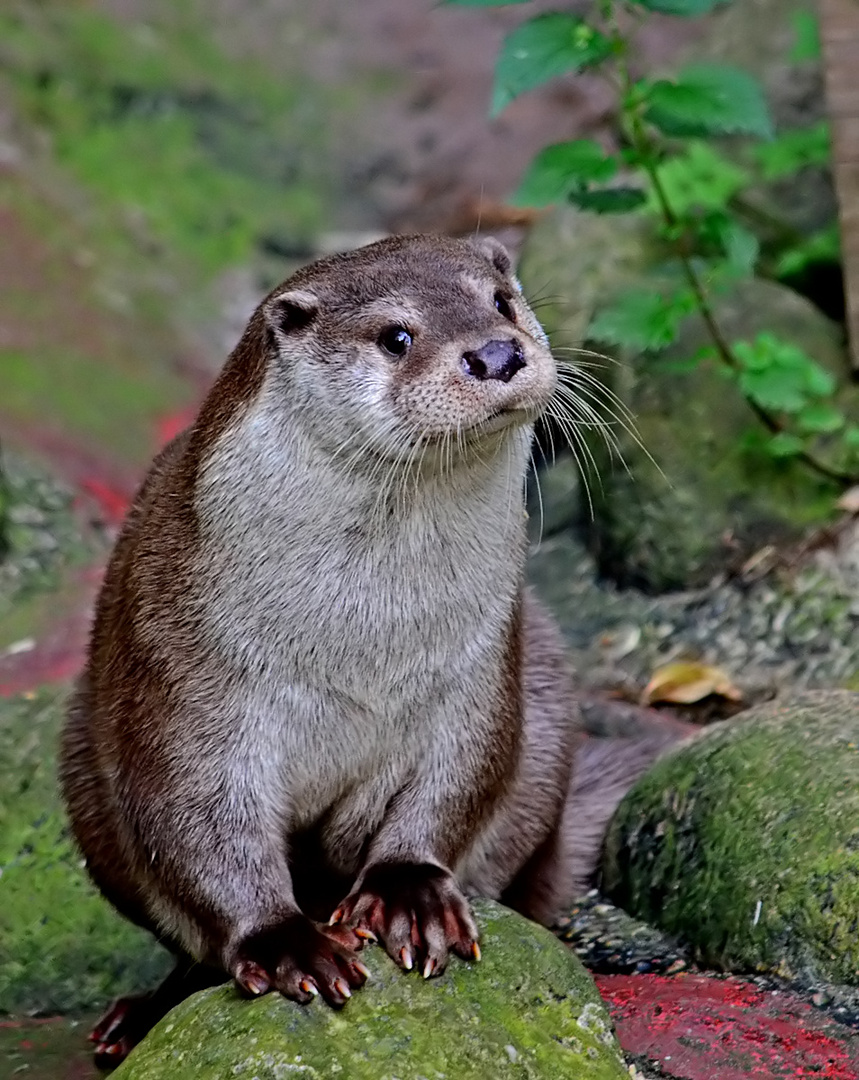 Bernhard der Otter