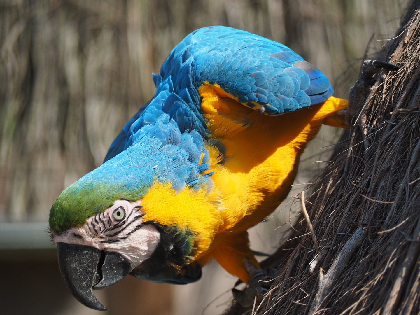 Bernhard im Vogelpark Heiligenkirchen