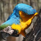 Bernhard im Vogelpark Heiligenkirchen