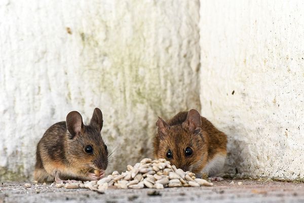 Bernhard und Bianca.... 