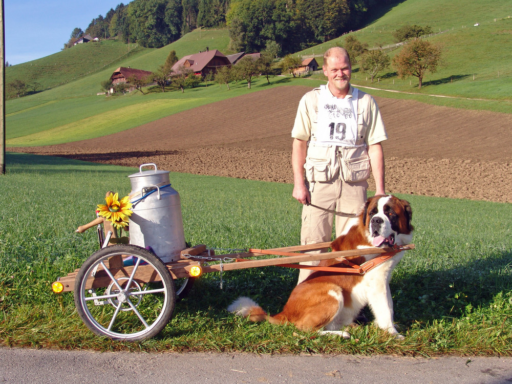 Bernhardiner der Rettungshund als Arbeitstier