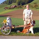 Bernhardiner der Rettungshund als Arbeitstier