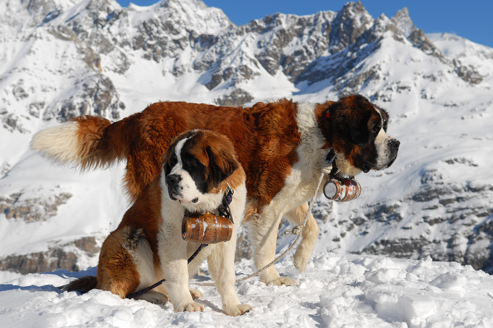 Bernhardiner mit Schnapsfass (Zermatt)