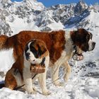 Bernhardiner mit Schnapsfass (Zermatt)