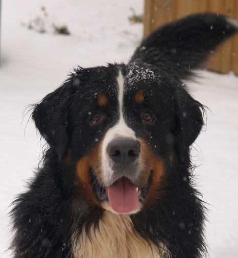 Bernie im Schnee