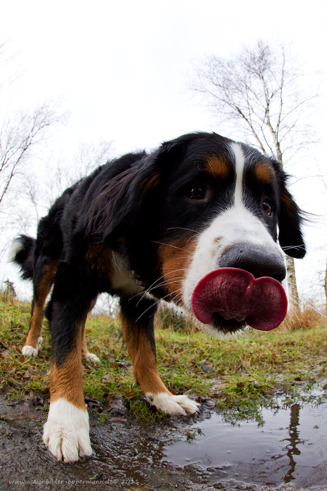 Bernner Sennhund