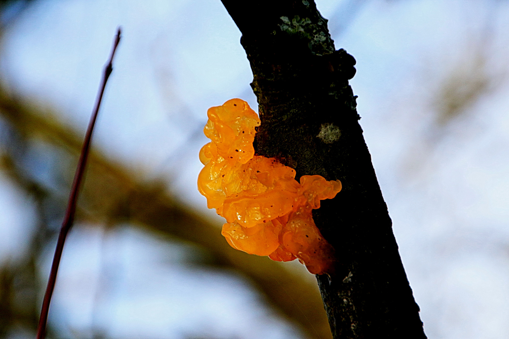 Bernstein am Baum