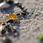 Bernstein am Strand II