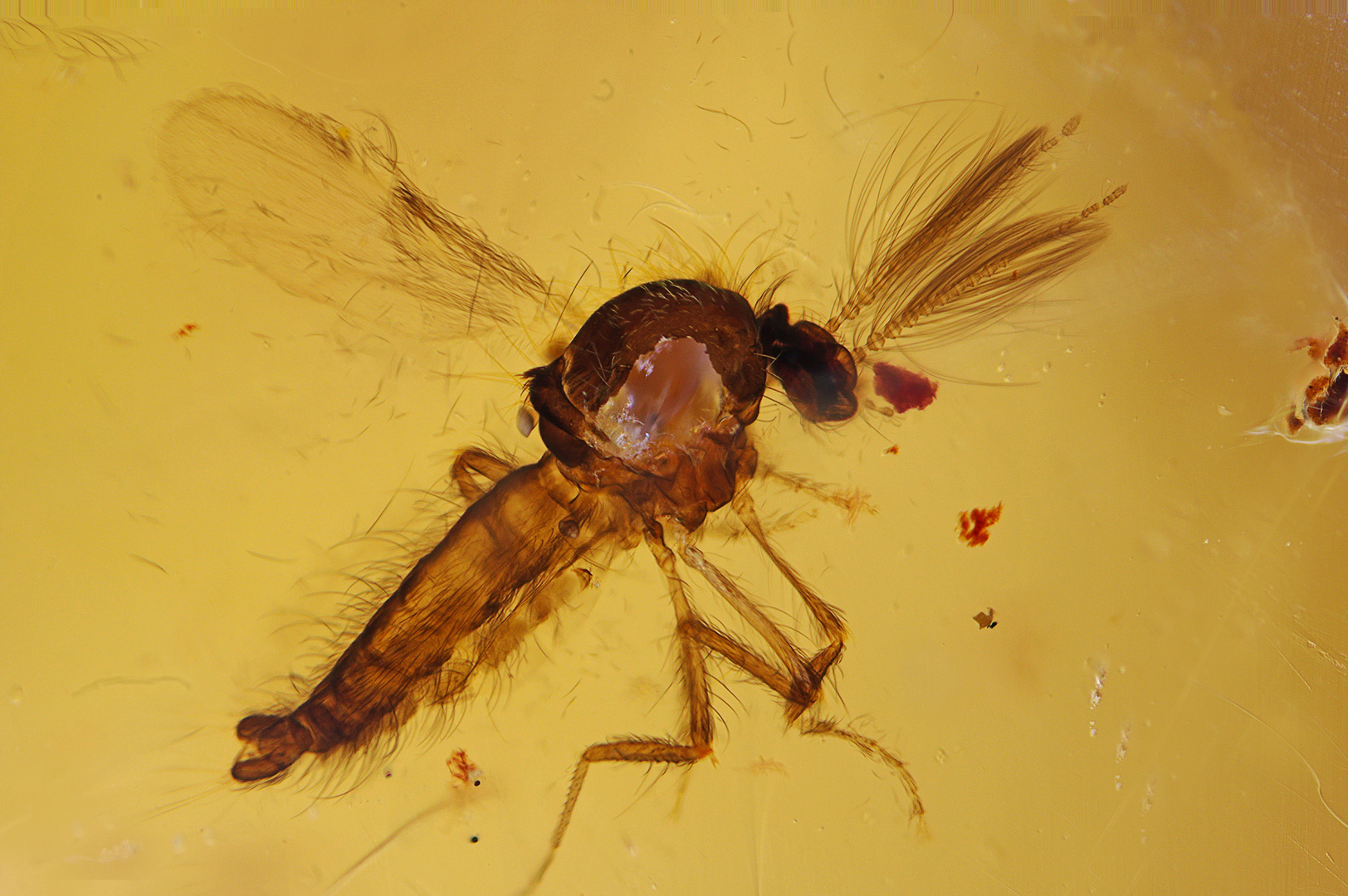 Bernstein Inkluse Fliege/Mücke mit Fühlern, Kopal Kolumbien Foto & Bild sonstiges, fossilien